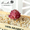 A pink succulent bonsai ball is displayed in a wooden box filled with coarse gravel.