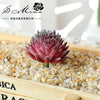 A vibrant, deep pink succulent bonsai ball is displayed in a wooden box filled with light gravel.