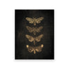Impression sur toile sombre représentant quatre silhouettes de papillons de nuit de tailles variées sur fond noir.