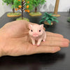 A small pink pig figurine is held in an open hand, displayed on a dark surface with miniature potted plants.