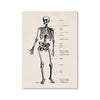 Vintage human anatomy diagram showing the skeletal structure of the human body.