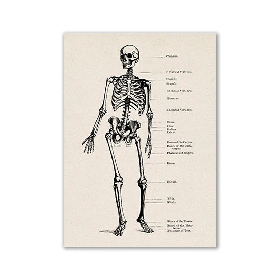 Vintage human anatomy diagram showing the skeletal structure of the human body.