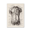 Vintage human anatomy canvas art print showing a detailed engraving of the human skull and musculature.