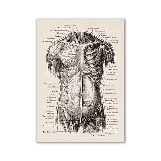 Vintage human anatomy canvas art print showing a detailed engraving of the human skull and musculature.