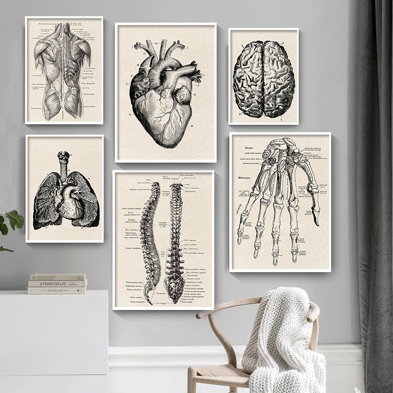 A gallery wall featuring vintage human anatomy canvas art prints of the heart, lungs, and brain.