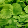 Green silk rose petals used for weddings and events