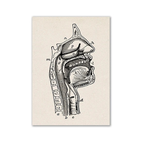 A black and white line drawing of a human skull and facial structure showing internal anatomy.