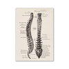 Vintage human anatomy canvas art print showing detailed skeletal structures of the spine and related bones