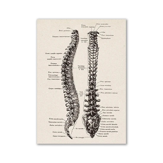 Vintage human anatomy canvas art print showing detailed skeletal structures of the spine and related bones
