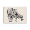 Black and white line drawing of a human ear structure with numbered anatomical parts.
