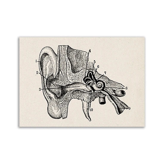 Black and white line drawing of a human ear structure with numbered anatomical parts.