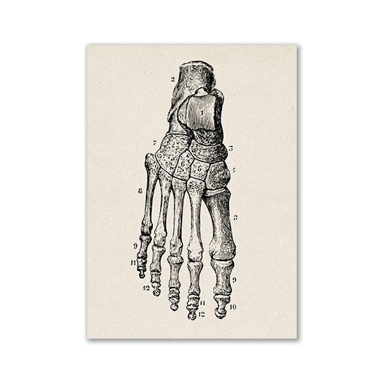 A black and white line drawing of a human hand skeleton with numbered bones.