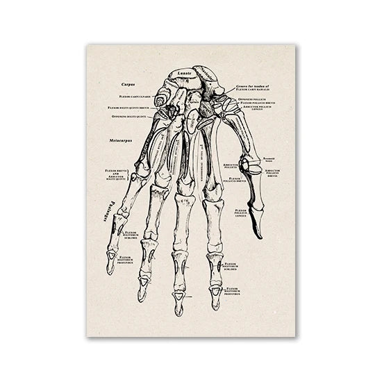 Vintage human anatomy canvas art print showing a detailed diagram of the hand and wrist bones.