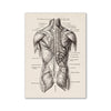 Vintage human anatomy canvas art print showing a detailed anatomical drawing of the human torso.