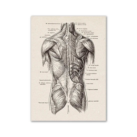 Vintage human anatomy canvas art print showing a detailed anatomical drawing of the human torso.