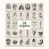 A grid of 28 vintage human anatomy illustrations showing various organs and body parts.