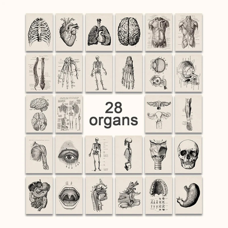 A grid of 28 vintage human anatomy illustrations showing various organs and body parts.