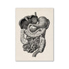 Vintage illustration of the human digestive system showing various organs like the stomach, intestines, and liver.