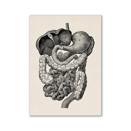 Vintage illustration of the human digestive system showing various organs like the stomach, intestines, and liver.