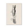 Vintage human anatomy drawing showing the posterior view of a leg and foot.
