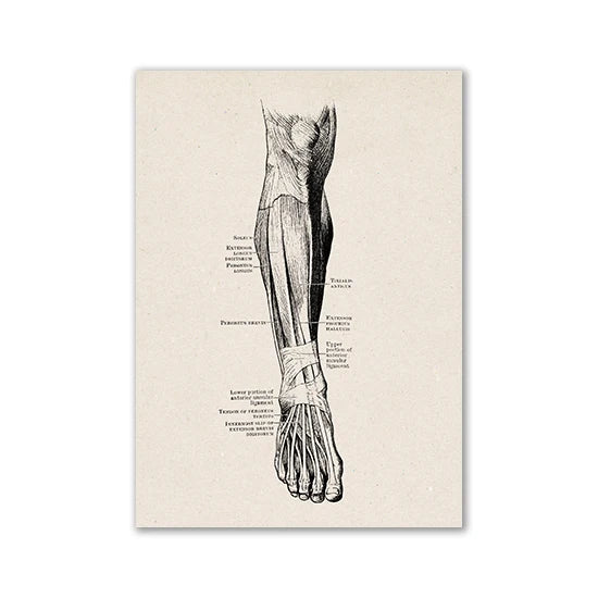 Vintage human anatomy drawing showing the posterior view of a leg and foot.