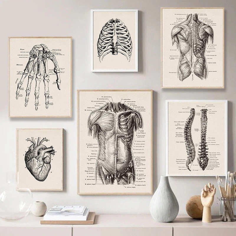 A collection of vintage human anatomy canvas art prints featuring detailed skeletal, muscular, and organ illustrations.