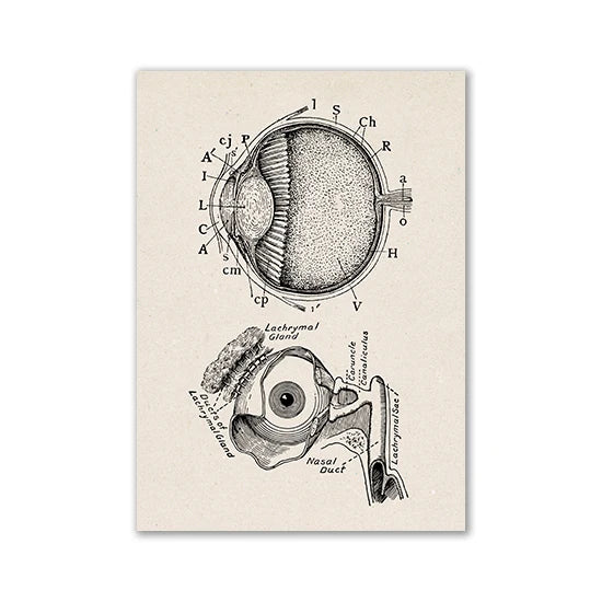 Vintage anatomical drawing of the eye and lacrimal gland showing various structures like the choroid, retina, and canaliculi