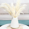 A bouquet of fluffy cream-colored natural dried pampas grass in a white vase on a light surface.