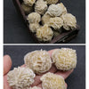 A collection of natural desert rose selenite stones in a wooden box and loose on a hand