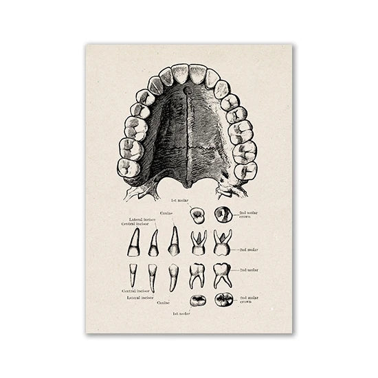 Vintage human anatomy canvas art print showing various views of a tooth and molar structure.