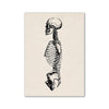 Black and white line drawing of a human skull, rib cage, and pelvis on a light background.