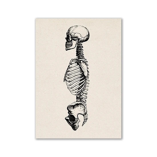 Black and white line drawing of a human skull, rib cage, and pelvis on a light background.