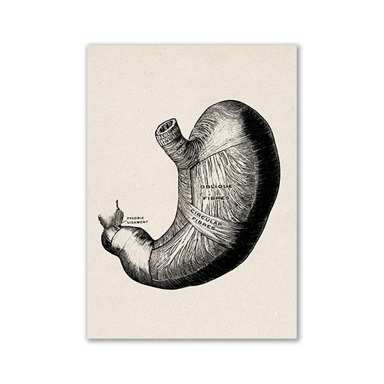 Black and white anatomical illustration of a stomach showing oblique and circular fibers.