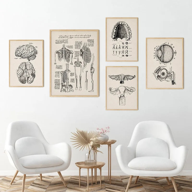 A collection of vintage human anatomy canvas art prints featuring detailed drawings of the brain, skeleton, and internal orga