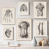 A collection of framed vintage human anatomy art prints featuring skeletal and muscular diagrams.