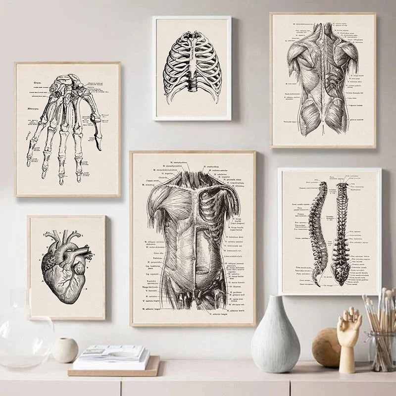 A collection of framed vintage human anatomy art prints featuring skeletal and muscular diagrams.