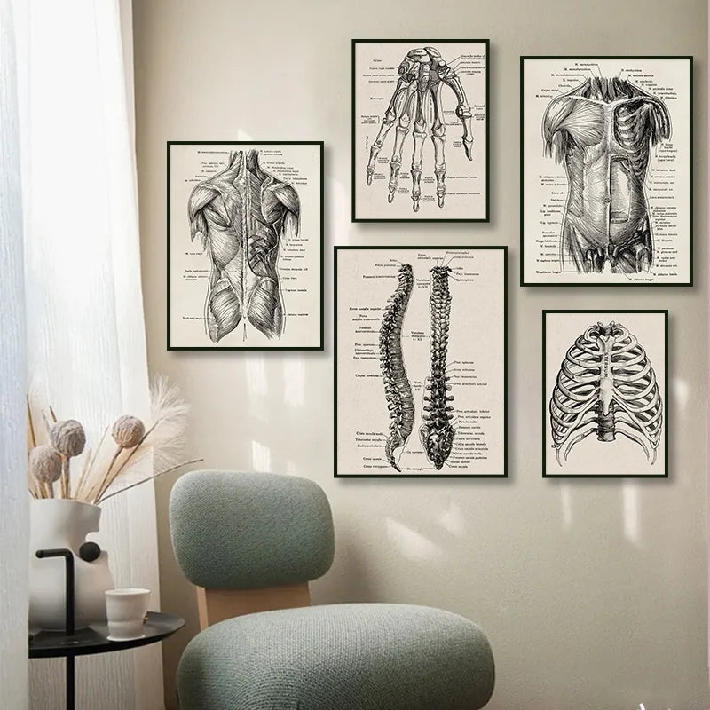 A collection of black and white anatomical drawings of the human skeleton, muscle, and organs displayed on a wall.