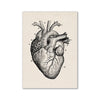 A black and white line drawing of a human heart showing internal structures and major vessels.