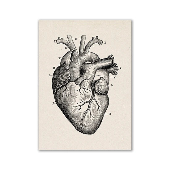 A black and white line drawing of a human heart showing internal structures and major vessels.