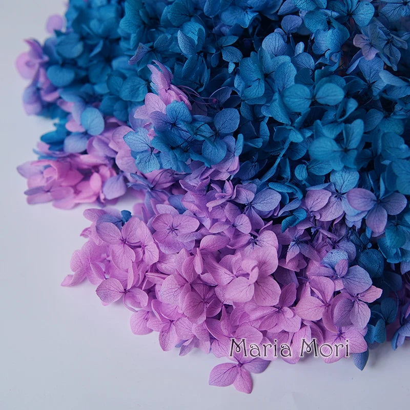A dense cluster of dried hydrangea florets in shades of blue, purple, and lavender.