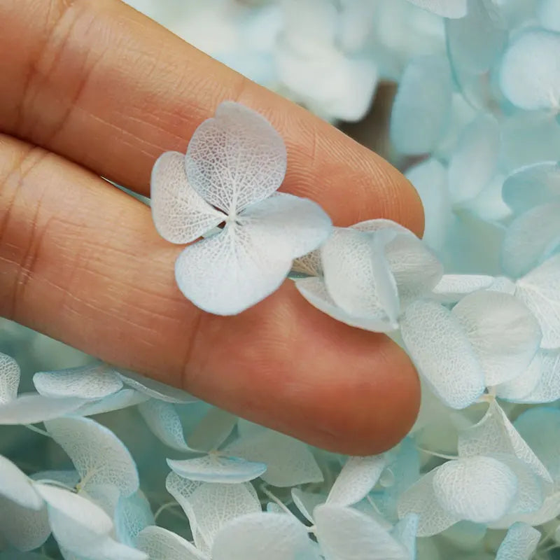 A hand holds a cluster of light blue and white dried hydrangea florets.