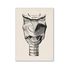 Vintage black and white anatomical illustration of the pharynx, showing the hyoid, thyroid cartilage, and trachea.