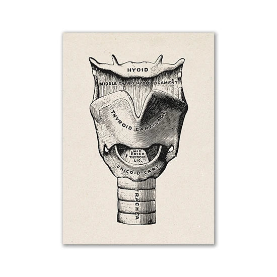 Vintage black and white anatomical illustration of the pharynx, showing the hyoid, thyroid cartilage, and trachea.