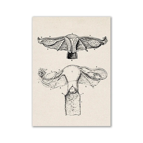 A black and white line drawing of a human anatomy print showing the internal structure of an organ.