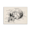 An illustration of a human skull showing various anatomical landmarks and lines.