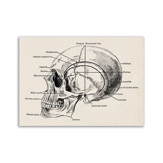 An illustration of a human skull showing various anatomical landmarks and lines.