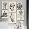 A collection of five framed vintage human anatomy art prints featuring detailed illustrations of the heart lungs brain and ha