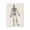 A black and white line drawing of a human skeleton with numbered bones.