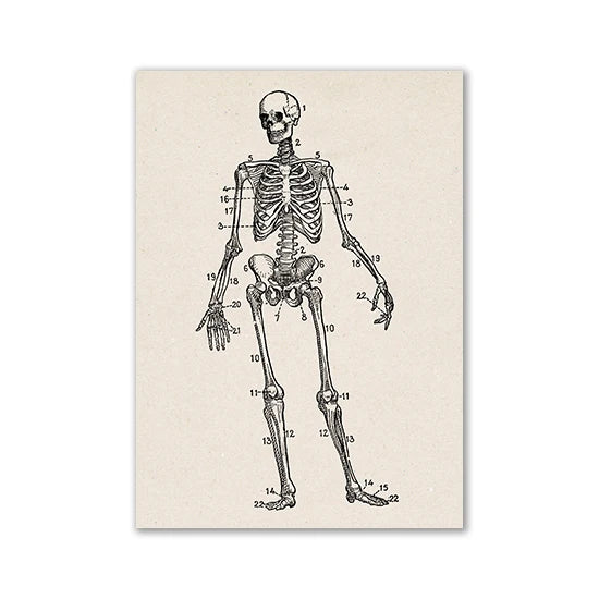 A black and white line drawing of a human skeleton with numbered bones.