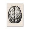 A black and white illustration of a human brain, showing a lateral view of the cerebrum.